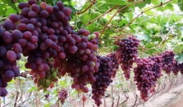 网红吃瓜葡萄图片大全,甜蜜瞬间大盘点